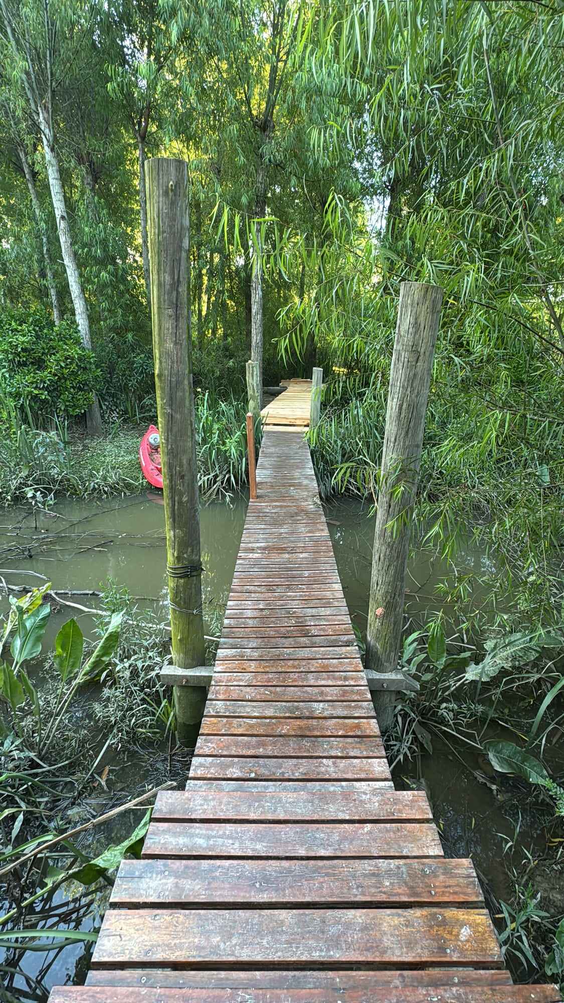 Pasarela de madera entre la vegetación.